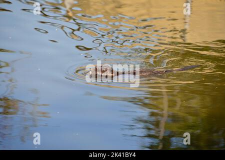 Biber (Castor canadensis) schwimmend in ruhigem Wasser Stockfoto