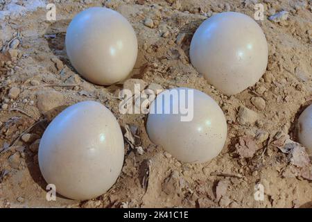 Dinosaurier-Eier im Nest Stockfoto