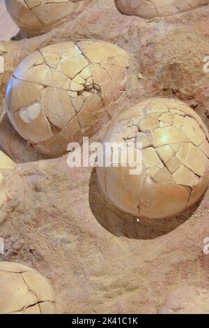 Dinosaurier-Eier im Nest Stockfoto