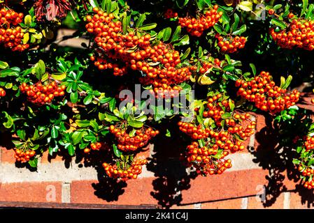 Masse an roten Beeren auf diesem herbstlichen Hahnhornbusch. Weißdornbeeren sind kleine Früchte, die auf Bäumen und Sträuchern wachsen Stockfoto