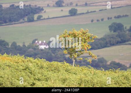 Ansicht eines Vogelbeerbaums (Sorbus aucuparia), der mit roten Beeren auf der Seite des Moorlandes auf Ilkley Moor, West Yorkshire, England, Großbritannien, belässt wurde Stockfoto