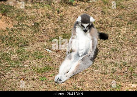 Lemur catta, ringschwanz Lemur Madagaskar Sonne Baden auf Gras Stockfoto