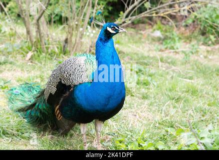 Bild des Pfauenmännchens, der auf einem grünen Gartenrasen steht Stockfoto