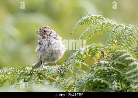 Nahaufnahme eines flauschigen Jungschilfbunker (Emberiza schoeniclus), der auf Bracken, Ilkley Moor, Yorkshire, England, UK, sitzend Stockfoto