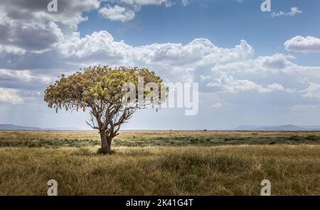 Afrikanischer Wurstbaum, Kigelia africana in der weiten Landschaft der Serengeti, Tansania Stockfoto