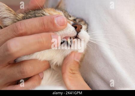 Hand des menschlichen Tierarztes zeigt die Zähne und Zahn der erwachsenen Hauskatze, während sie die Revision am Tierarzt tun Stockfoto