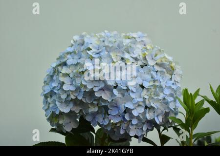 Eine hellblaue Hortensia. Hortensia macrophylla. Stockfoto