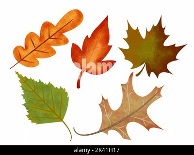 Herbstblätter für Herbst Aquarell eingestellt. Stockfoto