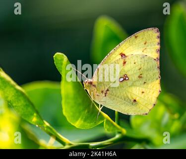 Ein gewöhnlicher Schmetterling, der auf einem Blatt ruht Stockfoto