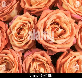 Orangefarbener Rosenstrauß. Floraler Hintergrund. Stockfoto