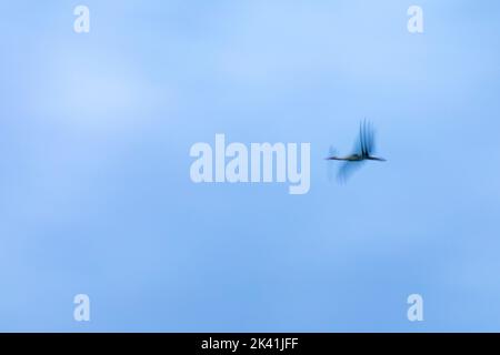 Weißstorch (Ciconia ciconia), der in der Dämmerung fliegt. Estany de Banyoles, Banyoles Lake, Banyoles, El Pla de l'Estany, Girona, Spanien, Europa. Stockfoto