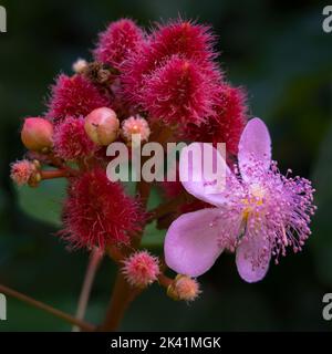 Nahaufnahme von rosa Achiote- oder Bixa-orellana-Blüten und jungen roten Früchten auf dunklem, natürlichem Hintergrund Stockfoto