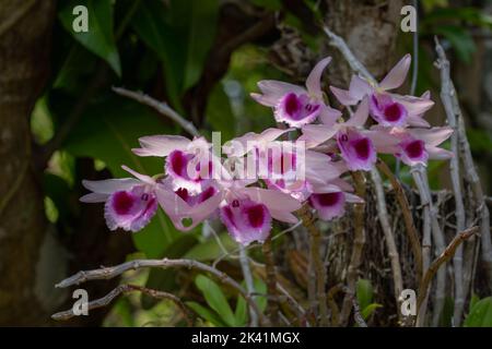 Nahaufnahme der schönen blühenden rosa und lila dendrobium anosmum Orchideenarten auf natürlichem Hintergrund Stockfoto