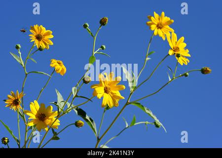 Blütendetails von Jerusalem Artischocke, Helianthus tuberosus, unroot, Sonnenblume, wilde Sonnenblume, Topinambur, Erdapfel, aus dem zentralen Nordamerika Stockfoto