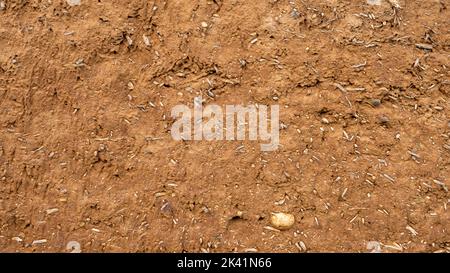 Nahaufnahme der Wand eines alten Hauses aus Lehm, gemischt mit Stroh. Alte Bauart. Lehmwand aus Stroh und Schlamm. Stockfoto