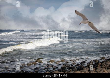 Eine Möwe fliegt über das Meerwasser am Strand entlang Stockfoto