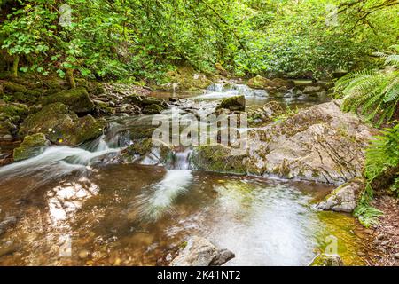 Horner Wasser fließt durch Horner Wood NNR in der Nähe von Stoke Pero im Exmoor National Park, Somerset UK. The Queen's Green Canopy - Dies ist einer von 70 Ancien Stockfoto