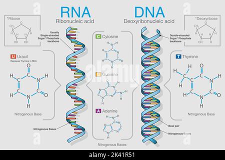 Diagramm zeigt den Unterschied zwischen Ribonukleinsäure und Deoxyribonukleinsäure, die Grafik enthält die Formeln der Elemente. Vektorbild Stock Vektor