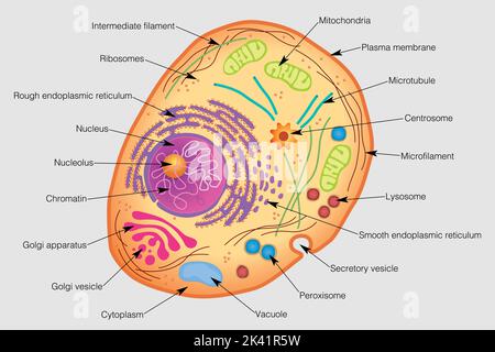 Die Grafik zeigt die Elemente einer menschlichen Zelle mit ihren Namen auf einem grauen Hintergrund. Vektorbild Stock Vektor