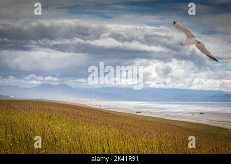 Eine Möwe fliegt über grasbedeckte Sanddünen entlang der Strandküste Stockfoto