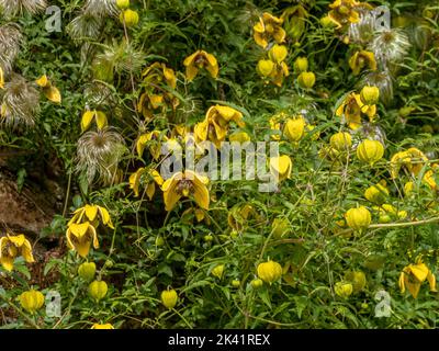Gelbe Blüten von Clematis tangutica wachsen im Spätsommer über einer Gartenwand. Stockfoto