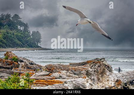 driftwood am Strand mit einem Surfer und einer fliegenden Möwe Stockfoto
