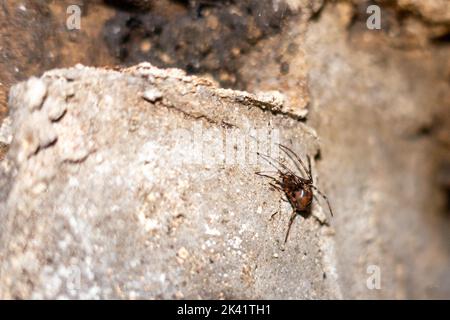 Höhlenspinne (Meta menardi) im renovierten Eishaus bei Bewerley, das sich in der Nähe der Pateley Bridge, North Yorkshire, England, UK befindet Stockfoto