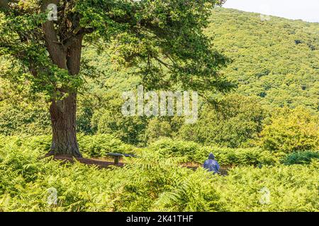 Eine Dame mittleren Alters sitzt unter einem Baum und liest ein Buch in einem Waldgebiet in Cloutsham im Exmoor-Nationalpark, Somerset, Großbritannien Stockfoto