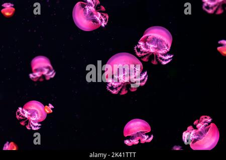 Gruppe von rosa fluoreszierenden Quallen, die im Unterwasseraquarium schwimmen. Die Stomolophus Meleagris Cannonball Qualle in dunklem Wasser, Ozean. Theriologie Stockfoto