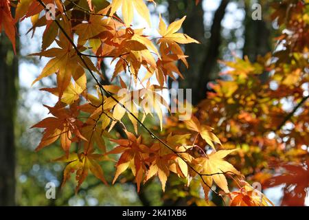 Helle und farbenfrohe japanische Ahornblätter im Herbst, Stockfoto