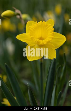 Narcissus daffodil blühende gelbe Blume, frühlingsblühende mehrjährige Pflanze der Familie Amaryllis Amaryllidaceae. Stockfoto