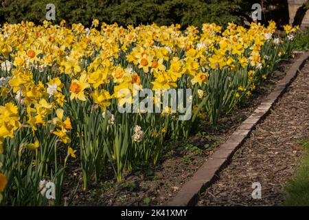 Gartenfeld von Narcissus daffodil blühende Blüten im Frühjahr, blühende mehrjährige Pflanze der Familie Amaryllis Amaryllidaceae. Stockfoto