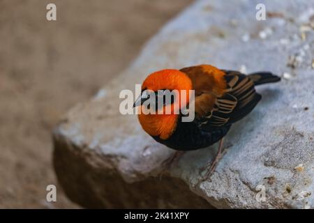 Oranger Bischof (Euplectes franciscanus) oder nördlicher roter Bischof auf Felsen stehend, Singvögel in der Familie Ploceidae, Heimatregion: Nordafrika. Stockfoto