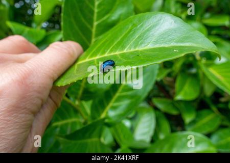 Person, die ein Blatt hält, um einen Erlenblattkäfer (Agelastica alni), Yorkshire, England, britische Tierwelt zu sehen Stockfoto