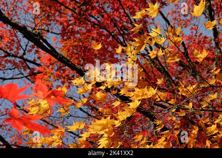 Helle und farbenfrohe japanische Ahornblätter im Herbst, Stockfoto