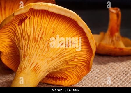Frische Pfifferlinge, die im Wald gesammelt wurden, verstreut auf einer Jute-Serviette auf einem hölzernen Hintergrund. Stockfoto