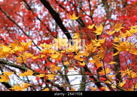 Helle und farbenfrohe japanische Ahornblätter im Herbst, Stockfoto