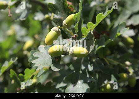 Die englische Eichel, oder Eichel, mit Laub, Mutter der Eichen und Verwandten (Gattungen Quercus und Lithocarpus, Familie Fagaceae) Stockfoto