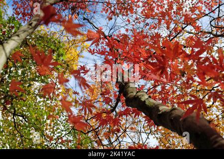 Helle und farbenfrohe japanische Ahornblätter im Herbst, Stockfoto