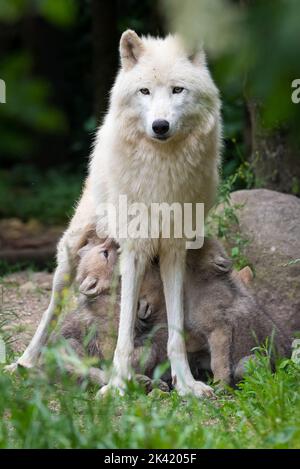 Arctic Wolf Welpen säugen Stockfoto