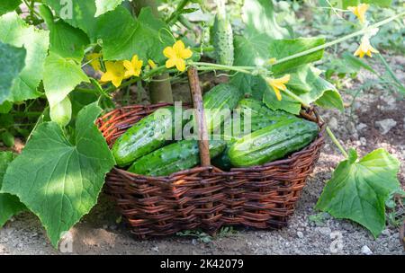 Gurken in einem Korb Stockfoto