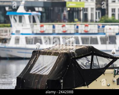 Eine Black Headed Gulls thront auf einem Boot am Lake Windermere, Lake District, Großbritannien. Stockfoto