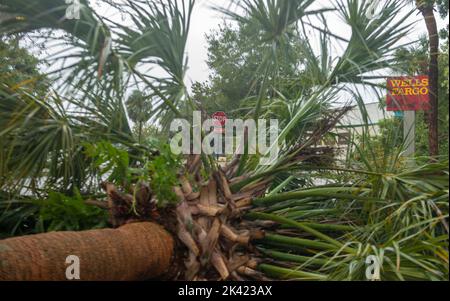 Winter Haven, Florida, USA. 29. September 2022. 29. September 2022, Winter Haven, Florida: Eine Palme sitzt in der Mitte der Straße einer Straße in der Innenstadt in der Zeit nach dem US-amerikanischen „Hort Ian“. (Bild: © Dominic Gwinn/ZUMA Press Wire) Stockfoto