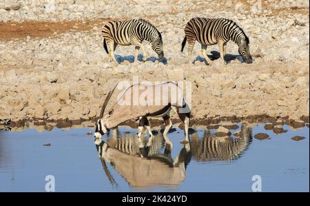 Ein einsamer Oryx, der einen Drink nimmt, während zwei Zebras im Hintergrund laufen - es gibt eine schöne Spiegelung von ihnen alle im Wasser. Etosha-Nationalpark, Stockfoto