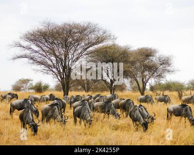 Wilde Beweidung im Tarangire National Park, Tansania, Ostafrika Stockfoto