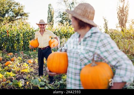Das Familienpaar der Rentner pflücken bei Sonnenuntergang im Herbstfeld Kürbisse. Arbeiter ernten Gemüse im Garten. Stockfoto