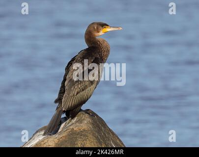 Kormoran steht auf Rock Stockfoto