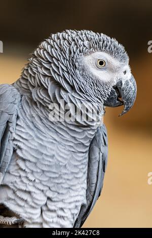 Kongo-Graupapagei / Kongo Afrikanischer Graupapagei / Afrikanischer Graupapagei (Psittacus erithacus / Psittacus cinereus) Nahaufnahme Porträt Stockfoto