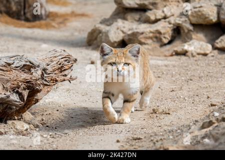 Sandkatze (Felis margarita), Wildkatze, die in den sandigen und steinigen Wüsten Nordafrikas, der Arabischen Halbinsel, Pakistans und des Nahen Ostens beheimatet ist Stockfoto