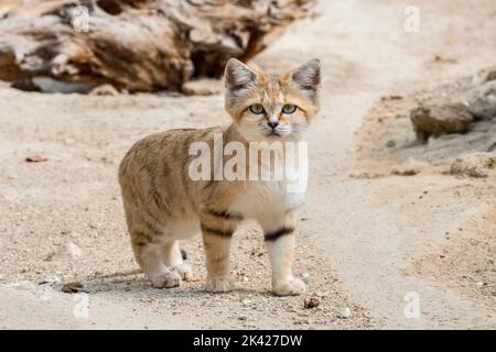 Sandkatze (Felis margarita), Wildkatze, die in den sandigen und steinigen Wüsten Nordafrikas, der Arabischen Halbinsel, Pakistans und des Nahen Ostens beheimatet ist Stockfoto